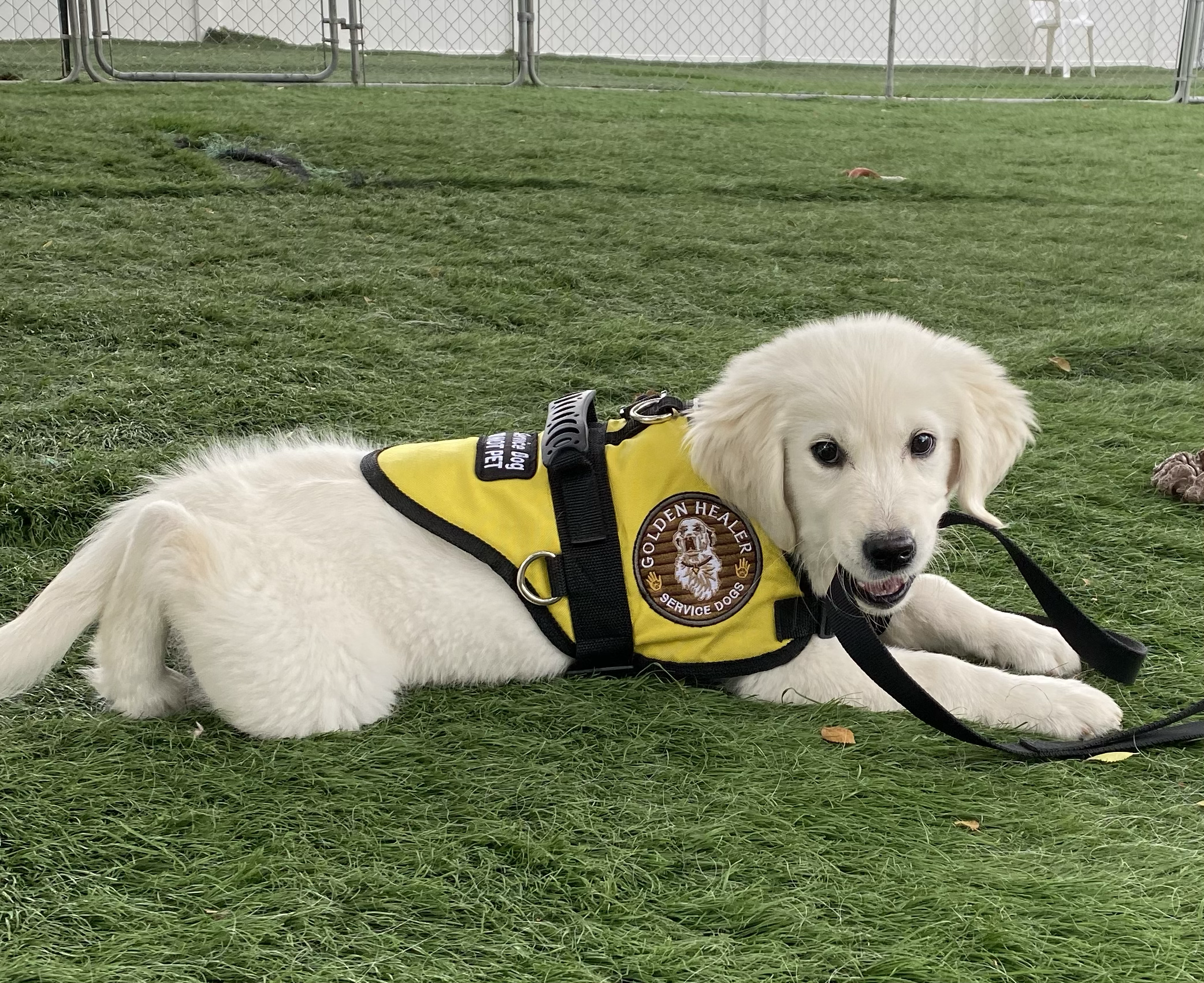 PUPPY TRAINING