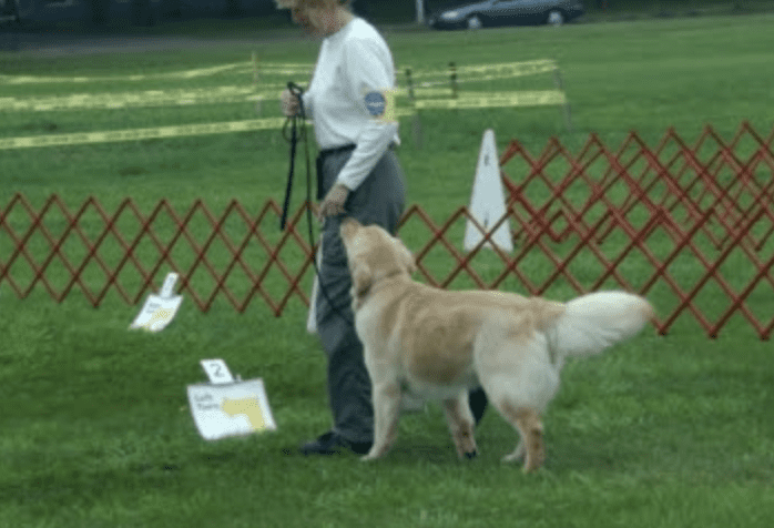 GOLDEN OBEDIENCE & RALLY