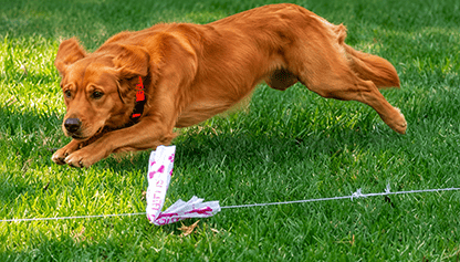 GOLDEN GAIT FAST CAT RACE