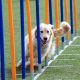GOLDEN AGILITY COURSE
