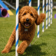DOODLE AGILITY COURSE