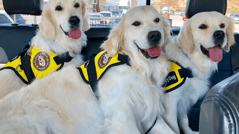 Dogs2