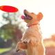 GOLDEN FRISBEE TOSS