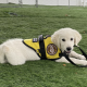 PUPPY TRAINING