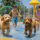 DOODLE SPLASH PAD